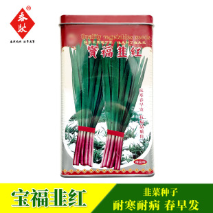 寶福韭紅韭菜種子 大寬葉紅根韭菜種子 露地早春拱棚耐寒韭菜味濃