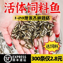 喂烏龜飼料魚小魚活體養殖活魚龍魚活食飼料淡水魚苗草魚苗鯽魚苗