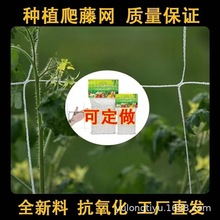 滌綸爬藤網園藝瓜果蔬菜絲瓜豆角爬架花園格子網花卉植物爬藤網