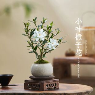 小葉梔子花四季盆栽植物室內好養辦公室桌面帶盆景花苞開花小綠植