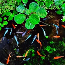 觀背青鱂魚送飼料 青鱂魚不打氧觀賞魚 小型錦鯉小魚苗生態缸養魚