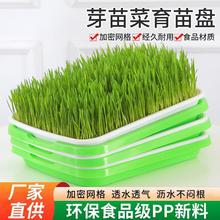 育苗盤芽苗盤菜陽台種菜盆水培蔬菜豆芽無土小麥蒜苗種植盤育苗盆