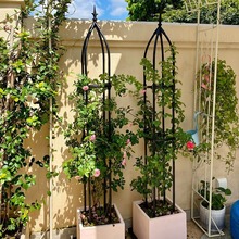 歐式U型玫瑰花架支架藤本爬藤花架盆栽植物月季爬藤支架玫瑰花架