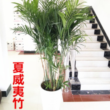 散尾葵植物盆栽夏威夷竹子鳳尾竹室內好養活客廳大型落地裝飾綠植