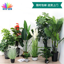 仿真樹植物大型旅人蕉盆景室內家居裝飾擺件天堂鳥假樹綠植盆栽