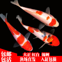 冷水觀賞魚日本錦鯉純種德系錦鯉好養耐活大正三色紅白小魚苗金魚