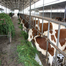 種牛養殖場批發 西門塔爾牛 魯西黃牛 牛犢子價格便宜