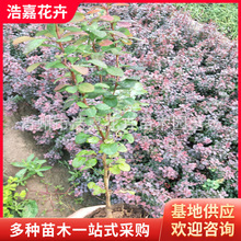 批發綠化綠籬   紅葉小檗綠 小葉扶芳藤  工程園林苗木