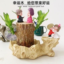 一件批發水培巴西木幸運木跨進電商不霉變水養植物樹樁盆栽花卉