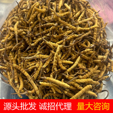 冬蟲夏草蟲草草凍干西藏冬蟲草