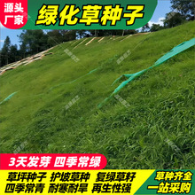 四季青草種子綠化工程草籽狗牙根草坪種子護坡高羊茅復綠黑麥草