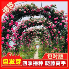 爬牆薔薇花種籽子四季播種開花月季爬藤植物花籽室外庭院花卉種子