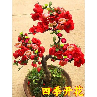 海棠花盆栽樹苗重瓣長壽冠盆景老樁庭院植物室內花卉四季開花好養