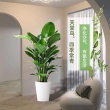 天堂鳥盆栽綠植室內大型客廳植物落地真樹辦公室鶴望蘭大祿植花卉