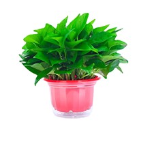 綠植盆栽 180大葉綠蘿盆栽花卉綠植長藤室內桌面水培植物基地直發