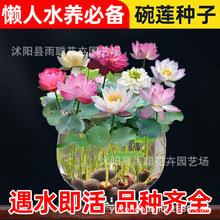 碗蓮種子開口水生播種室內陽台迷你微型荷花水培花卉植物盆栽