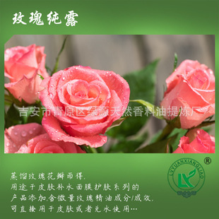 õ弃¶Rose Pure Dew rõ廨sˮ õ弚ҺȡҺ