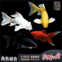 錦鯉觀賞魚淡水冷水觀賞小魚金魚活魚魚苗批發寵物耐活好養廠批發