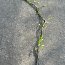 仿真長枯藤 干藤造景藤條 商場仿真植物牆綠植牆園林景觀雨林裝飾