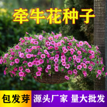 【牽牛花】矮牽牛花爬藤本植物種子牽牛花種子陽台庭院綠植盆栽開
