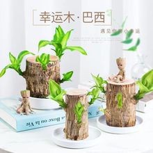 基地直發巴西木幸運木水培盆景植物格魯特室內桌面擺放盆栽可發芽