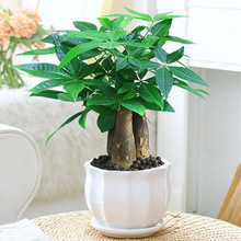 發財樹盆栽植物室內花卉植物室內花綠植室內客廳樹好養小盆栽批發