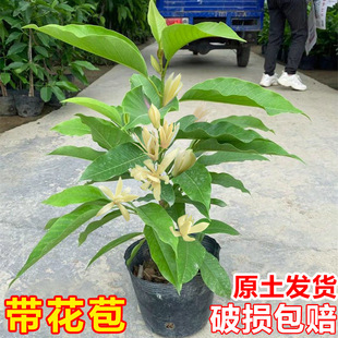 白蘭花盆栽樹苗帶花苞玉蘭花室內庭院四季開花濃香花卉黃角蘭植物