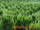 ��Ӧ�������ذء����ء���ҶС�ޡ���ҶŮ���