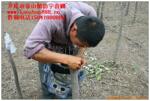 供应如何嫁接 金叶榆 嫁接金叶榆树