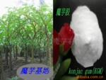 供应魔芋胶葡甘露聚糖(膳食纤维)95%和90%二种规格出口级