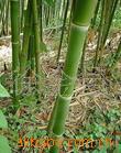 长期低价供应园林绿化用各种竹子(图)