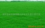 供应高羊茅、黑麦草、早熟禾草坪