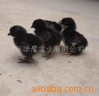 供应优质绿壳蛋鸡苗