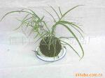 供应梅花形青苔球