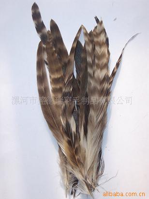 供应工艺羽毛,散装羽毛,鸡毛,山鸡毛,珍珠鸡毛
