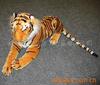 �̼ҳ��з��涯�����Replica Animal��������