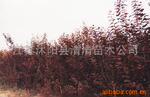 供应黄杨、红叶李、 黄金槐、 雪松(图)