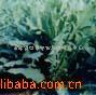 供牧草.牧草种.牧草种子.草坪草种子--苦荬菜