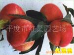 供应白硬脆半离核 红冠桃苗