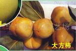 供应品种优良成活率高 大方柿苗