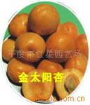 供应各种成活率高新世纪 甜杏苗