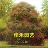 红花七叶树