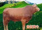 供6000头鲁西黄肉牛