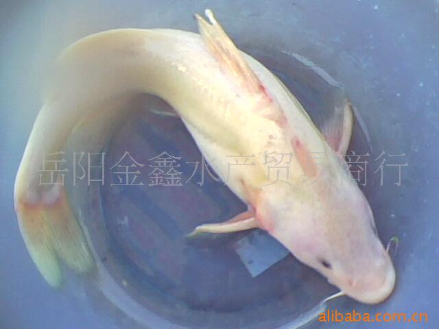 长江鮰鱼无鳞,除了主干脊骨之外,没有其他的小刺,不用担心卡到,肉质
