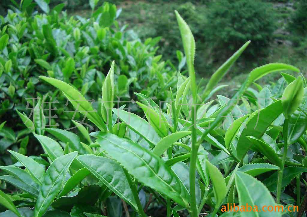 供应四川,雅安,茶,茶叶,臧茶,粽子茶