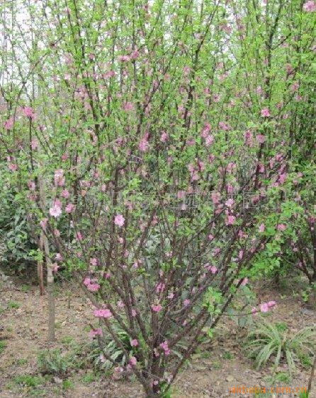 批发供应开花特别多的 大花 榆叶梅 梅花树