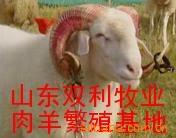 优良肉羊小尾寒羊 纯种小尾寒羊种羊苗 种公羊 小尾寒羊养殖技术
