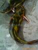 ������Ӧ��15cm��������Ʒ����㡾������Ż�ӭ������