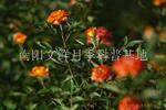 ��Ӧ����΢���¼�/�׿�˹��/��ȹ��Ů/����С��/��̫��
