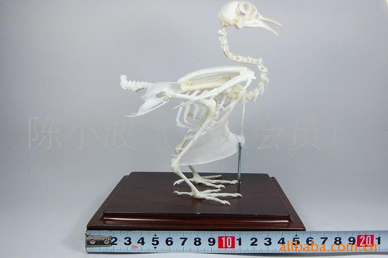供应鸽子骨骼标本